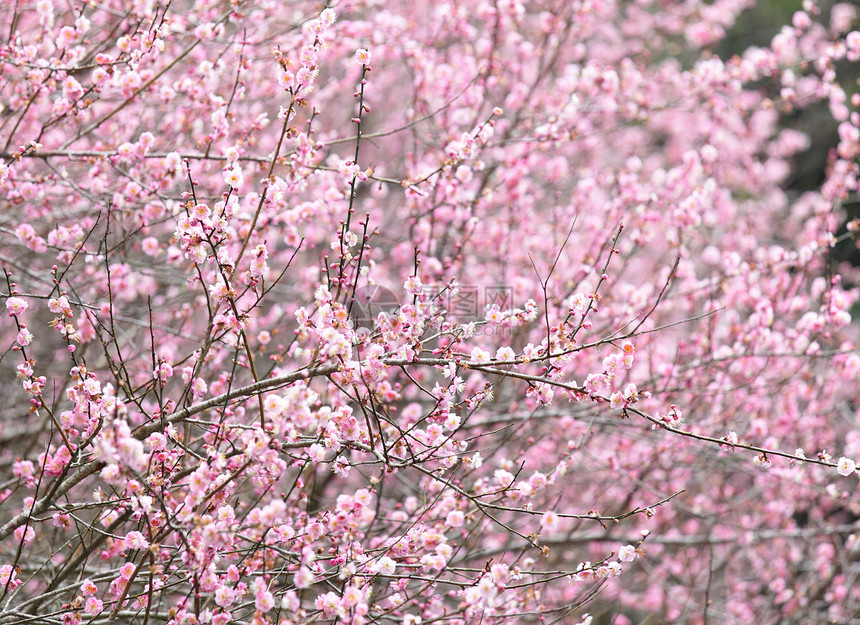 梅花花衬套花瓣园艺美丽花期季节李子植物花朵乡村图片