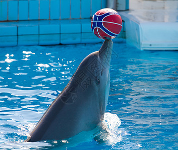 海豚戏球海豚在玩水族馆喜悦水池荒野生活运动野生动物动物群盆地公园背景