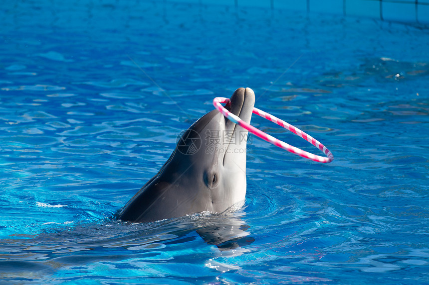 海豚在玩运动娱乐动物群水族馆游戏生物游泳海洋荒野脚蹼图片