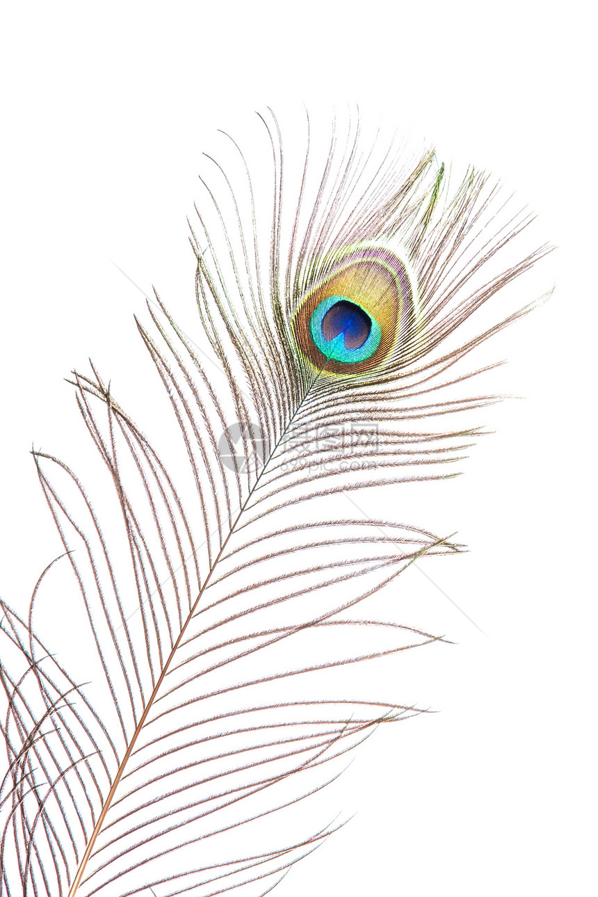 孔雀羽毛棕色风格装饰绿色彩虹白色尾巴眼睛蓝色图片