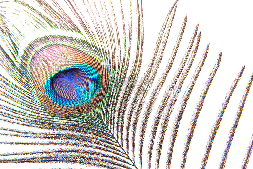 孔雀羽毛装饰尾巴绿色彩虹风格白色眼睛蓝色棕色图片