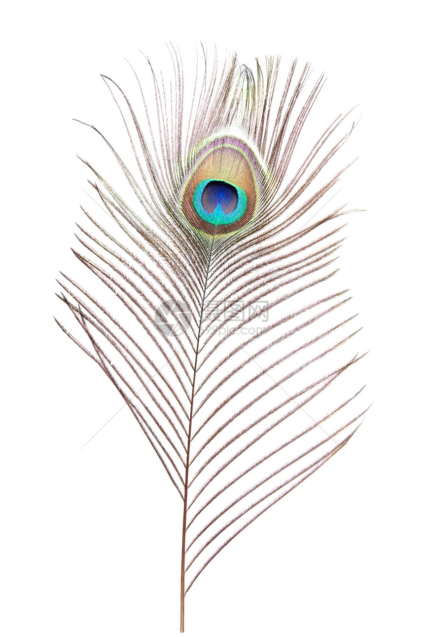 孔雀羽毛尾巴装饰白色彩虹眼睛风格棕色绿色蓝色图片