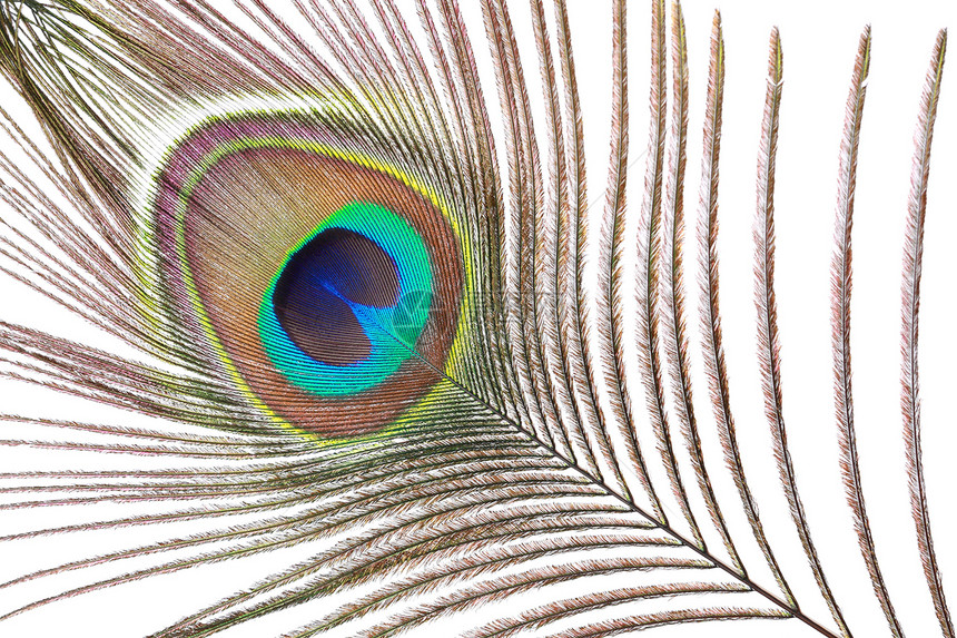 孔雀羽毛装饰眼睛风格美丽白色彩虹蓝色尾巴棕色绿色图片