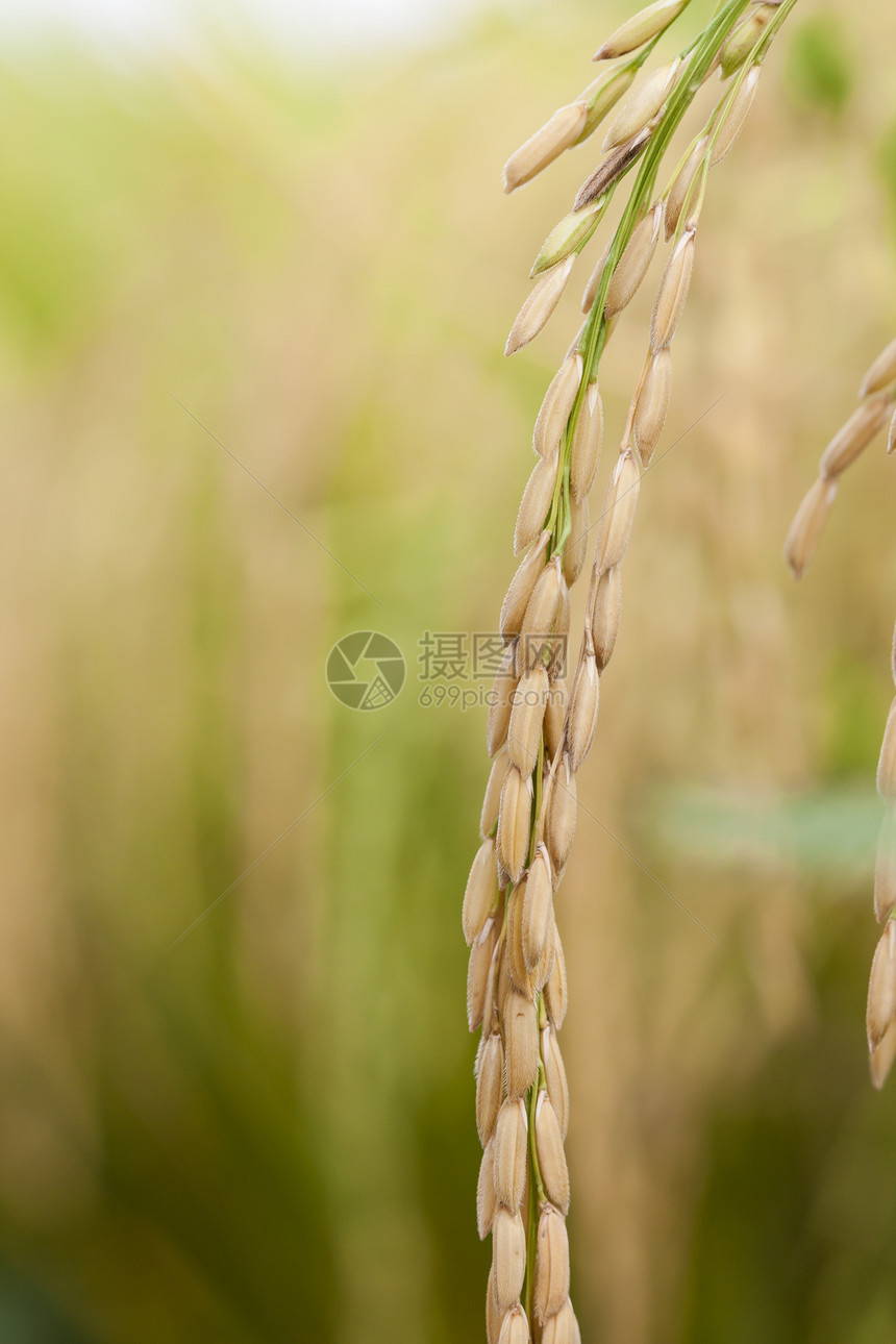 大米 闭饭食物种子季节金子核心黄色乡村耳朵场地稻田图片