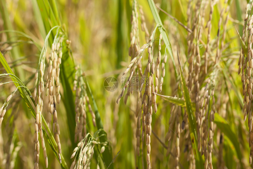 大米 闭饭稻田植物粮食乡村食物种子草地核心场景农场图片