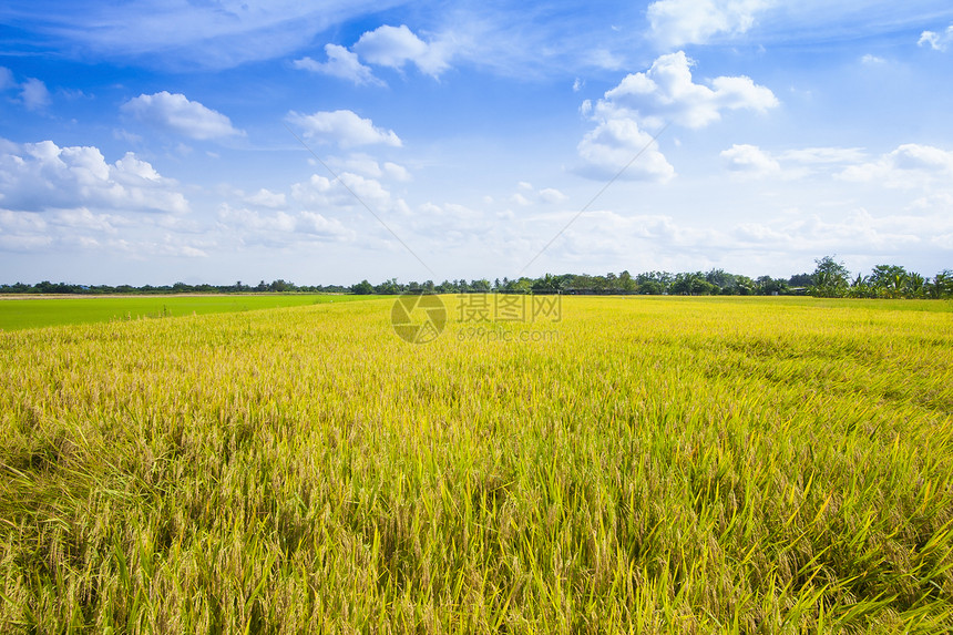 大稻田农场白色生长草地收成农业绿色风景收获金子图片