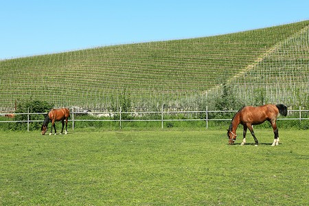 达马万德牧场上的马匹 意大利皮德蒙特背景