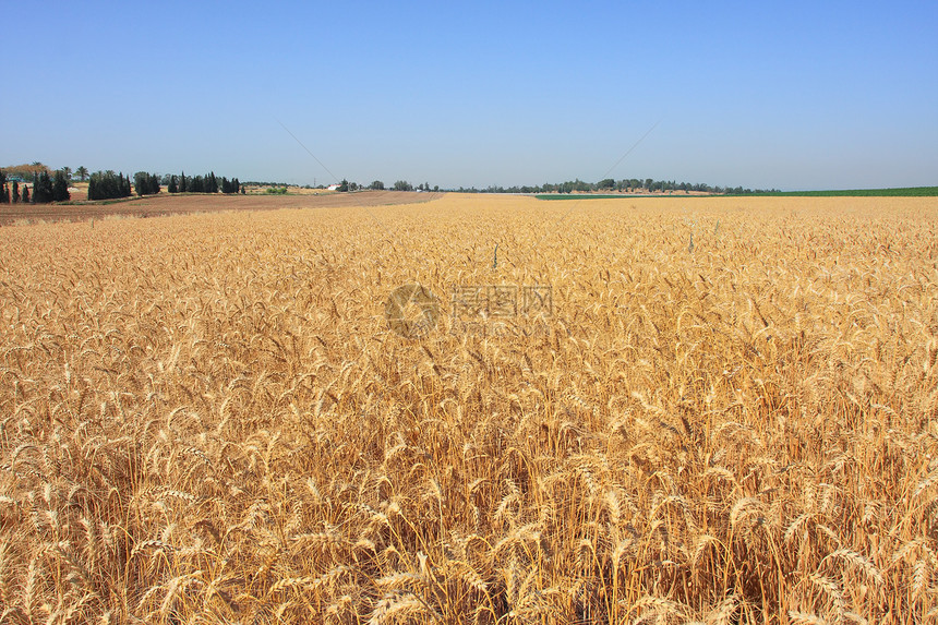 小麦田 以色列图片