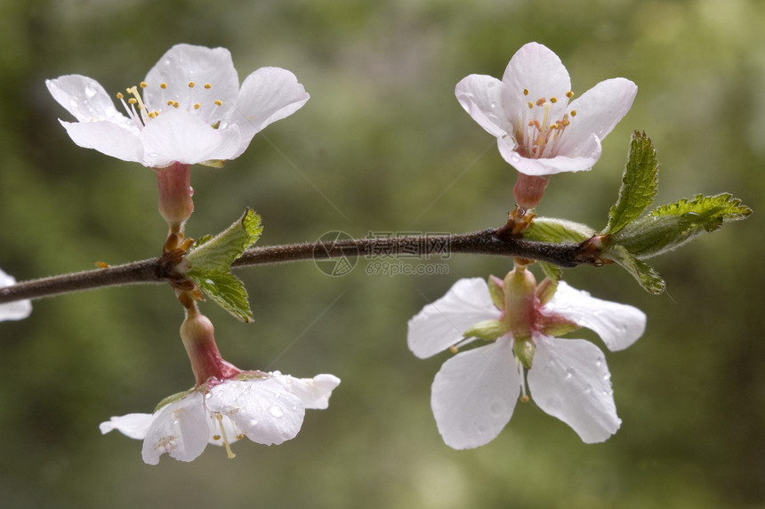 闪光场地植物学花束生活宏观白色植物花朵花园叶子图片