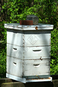 蜂窝殖民地蜂巢建筑物蜜蜂昆虫养蜂人背景图片