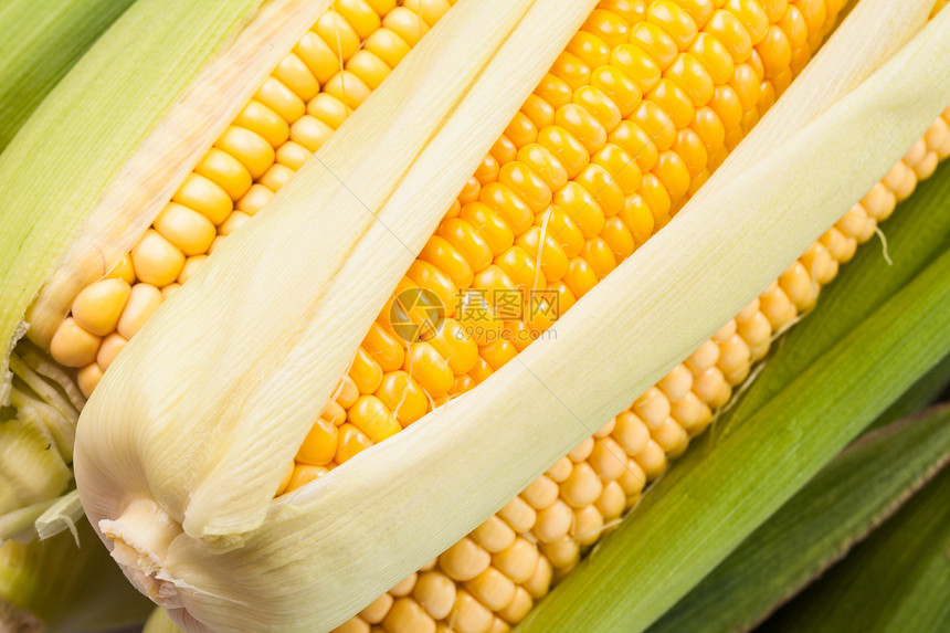 玉米背景背景宏观食品燃料收获收成植物生产核心叶子棒子图片
