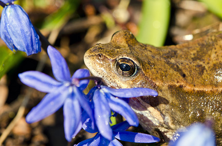 青蛙 欧洲普通花和春花背景图片