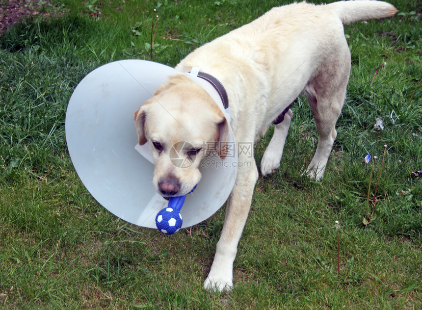 在花园里戴着保护锥形的 生病的拉布拉多狗情况绷带宠物犬类兽医猎犬衣领伤害悲伤小狗图片