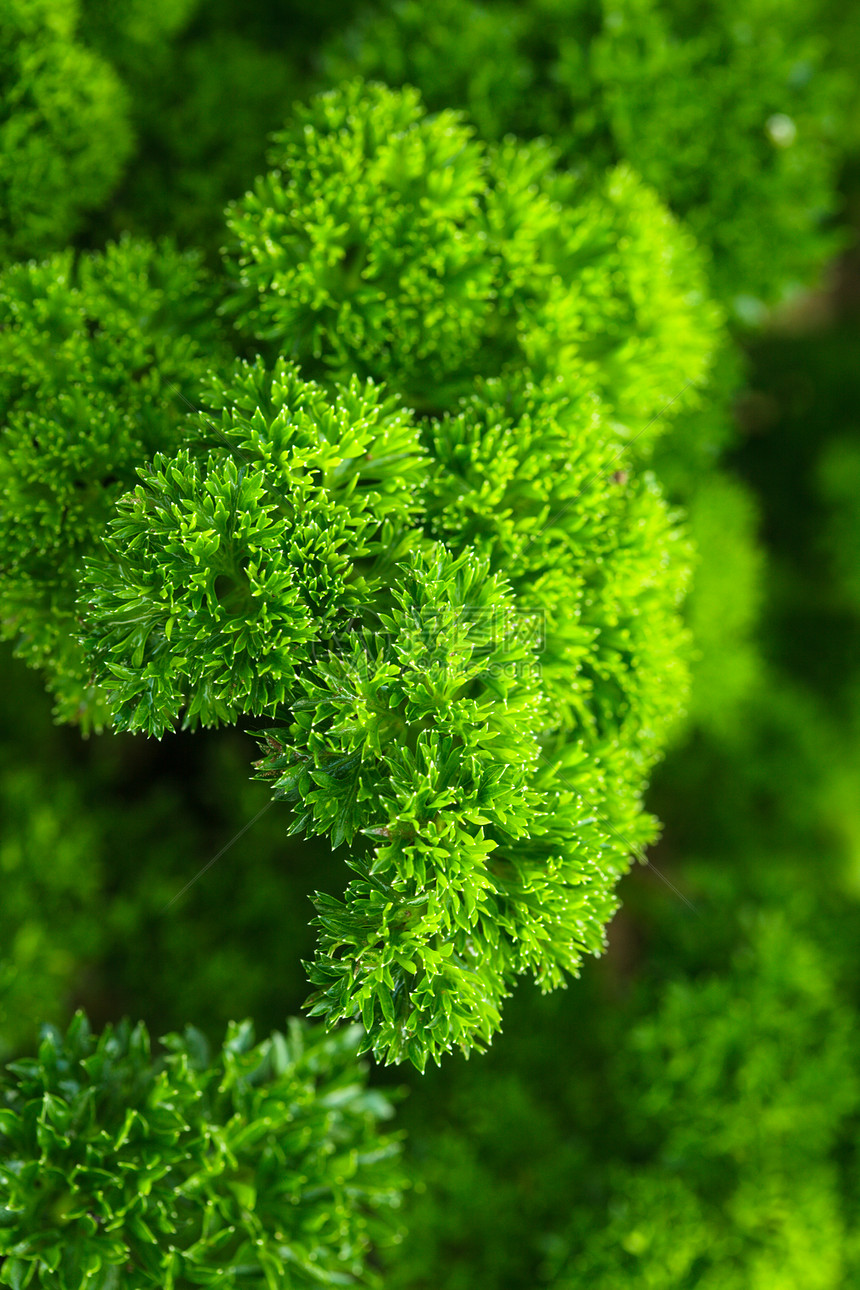 卷营养草本叶子植物香气蔬菜香菜卷曲绿色味道图片