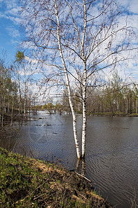 入群须知淹入洪水中的Birch树背景