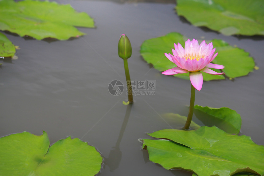 水百合 莲花粉色花瓣叶子反射花头装饰品植物群植物池塘绿色图片