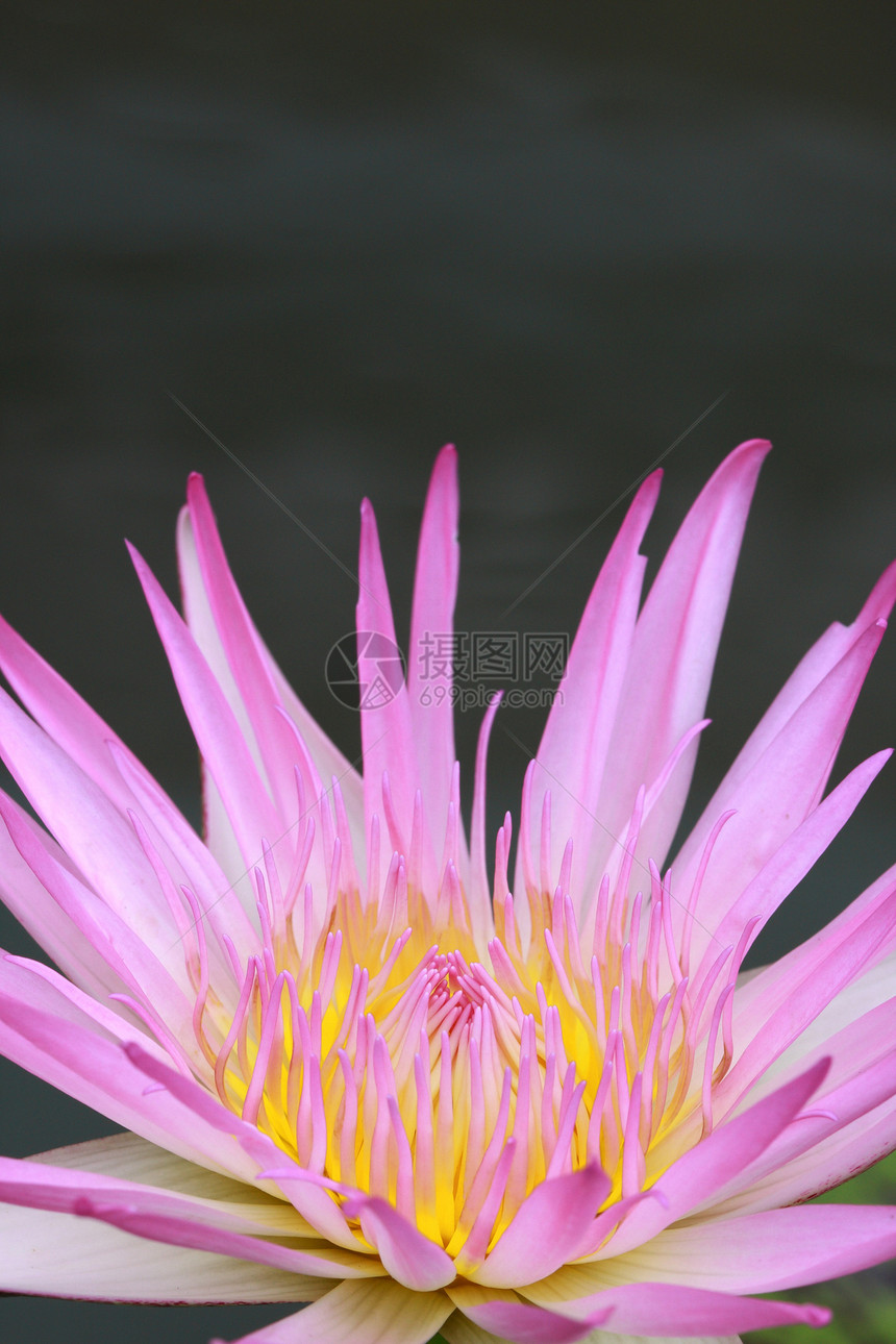 水百合 莲花装饰品花头黄色池塘宏观植物群叶子花瓣粉色植物图片