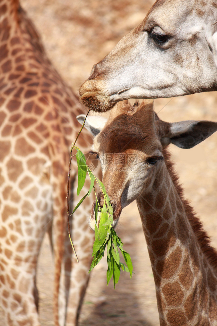 长颈鹿和婴儿脖子叶子母亲哺乳动物鸵鸟绿色白色头发棕色图片