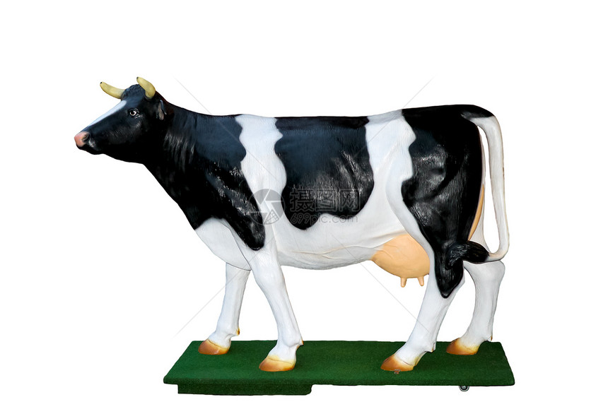 全尺寸的荷语奶牛品种假体图片
