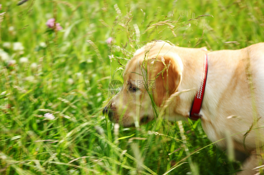 在草地上玩狗奶油幸福小狗毛皮犬类友谊感情牧羊人猫科动物猎犬图片