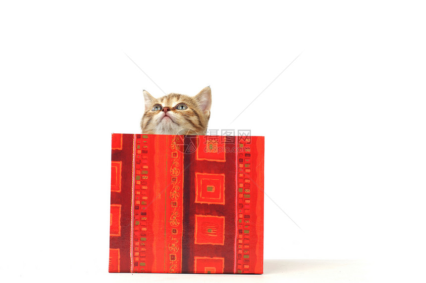 礼品盒中的猫毛皮猫咪猫科金子爪子宠物动物家庭小猫孩子图片