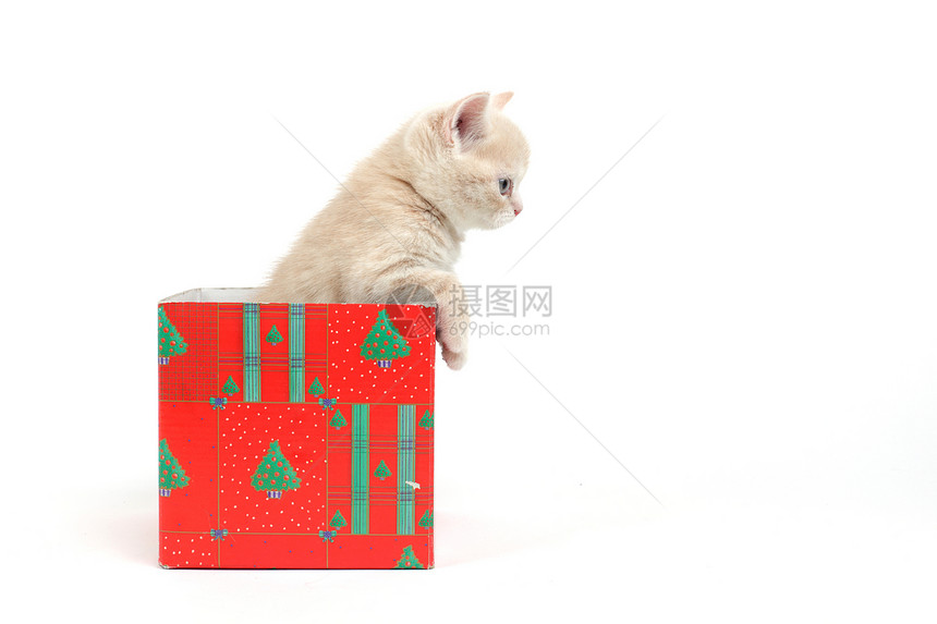 礼品盒中的猫惊喜孩子生日兽医爪子盒子毛皮金子小猫展示图片