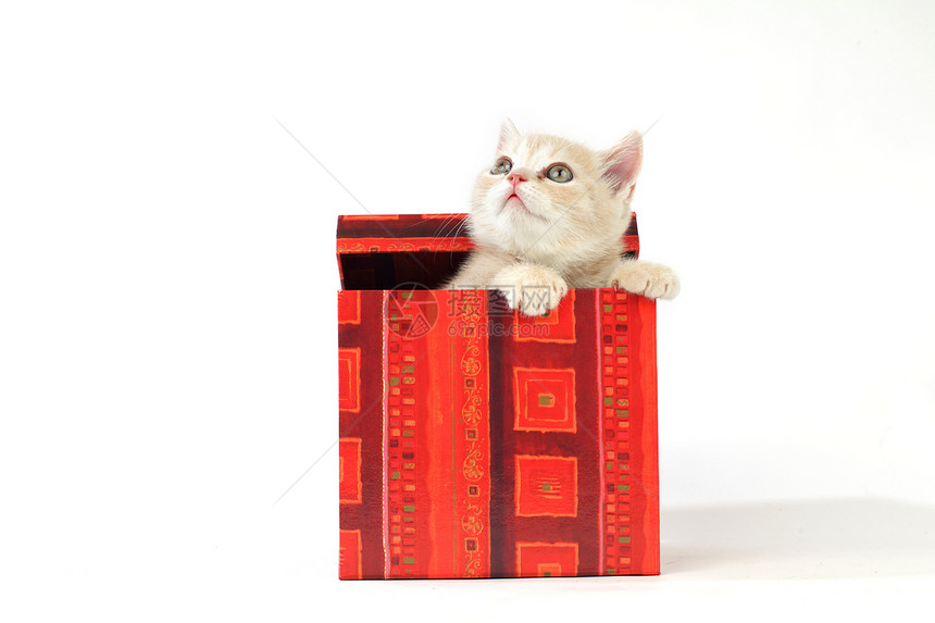 礼品盒中的猫孩子猫科家庭盒子婴儿宠物猫咪兽医小猫生日图片
