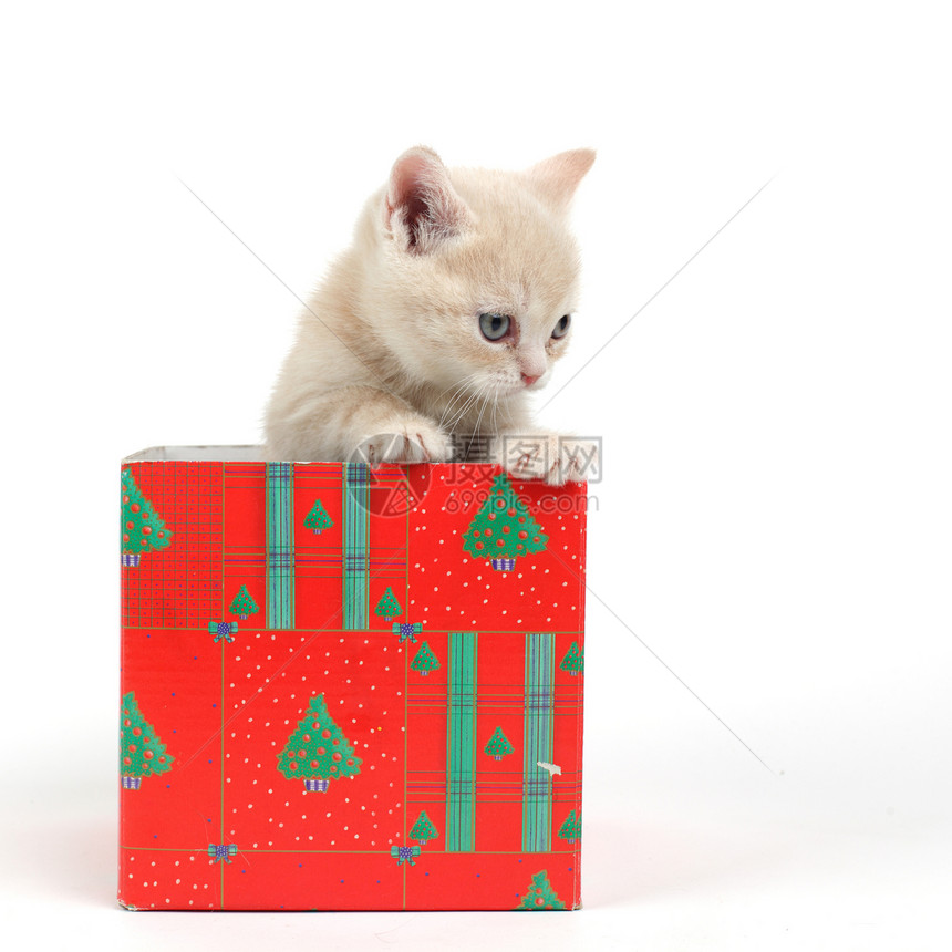 礼品盒中的猫小猫动物兽医婴儿金子爪子惊喜猫科展示猫咪图片