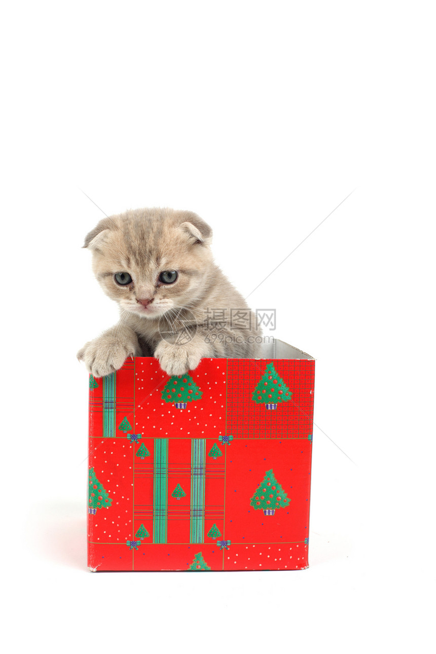 礼品盒中的猫猫咪惊喜盒子星星家庭生日猫科小猫婴儿爪子图片