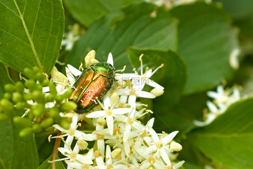 开花植物上的绿甲虫图片