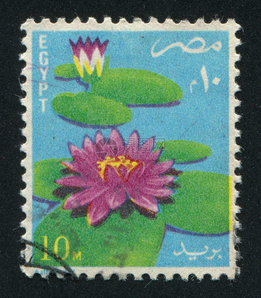 鲜花叶子植物学邮票邮资植物群海藻香气百合古董海豹图片