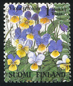 彩色邮票维奥拉三彩色color历史性信封邮资邮件花序雌蕊花冠花期集邮植物群背景
