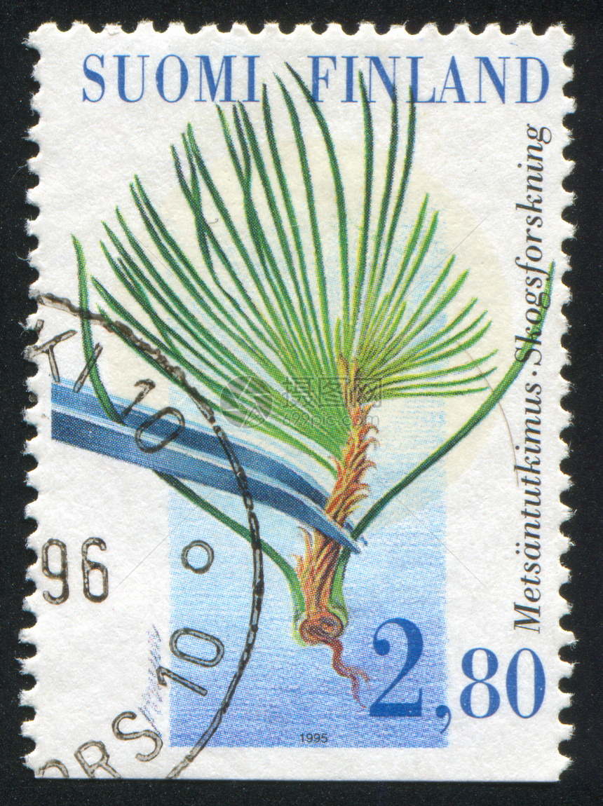 分处明信片邮戳云杉松树邮票叶子植物学钳子海洋历史性图片