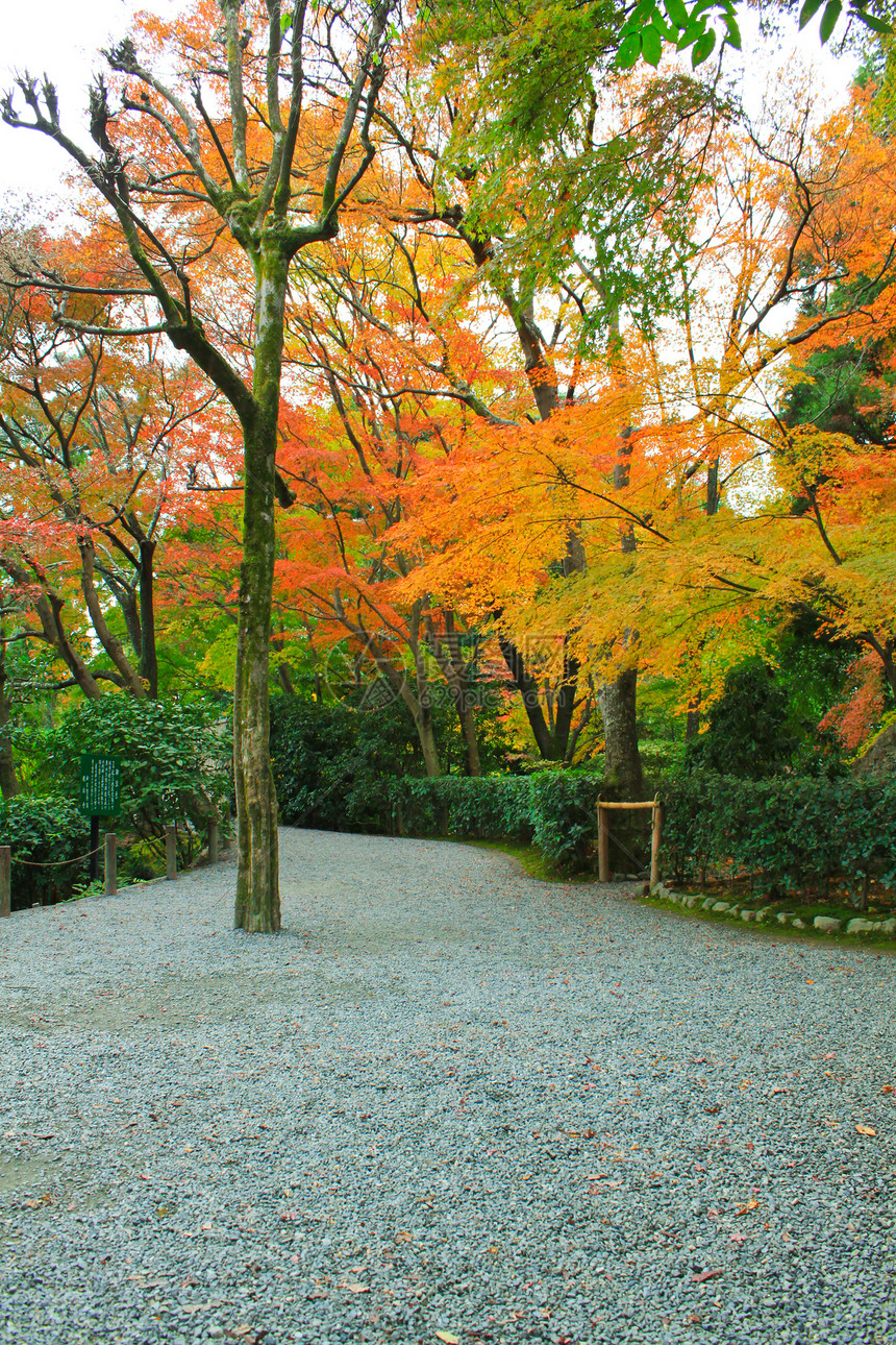 日本在秋天的红绿树上树叶季节性途径旅行人行道叶子橙子岩石季节黄色图片