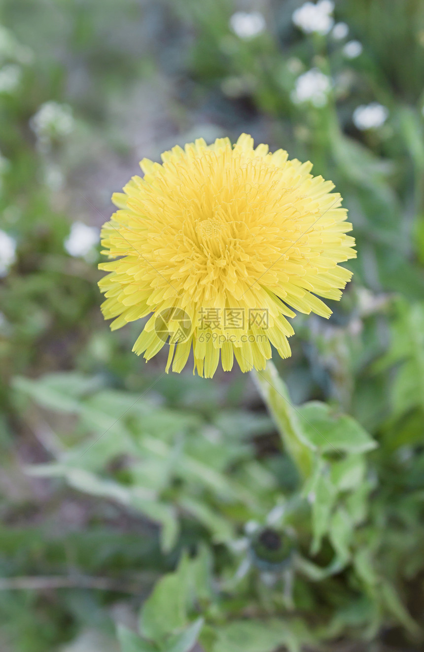 独一的黄花朵图片