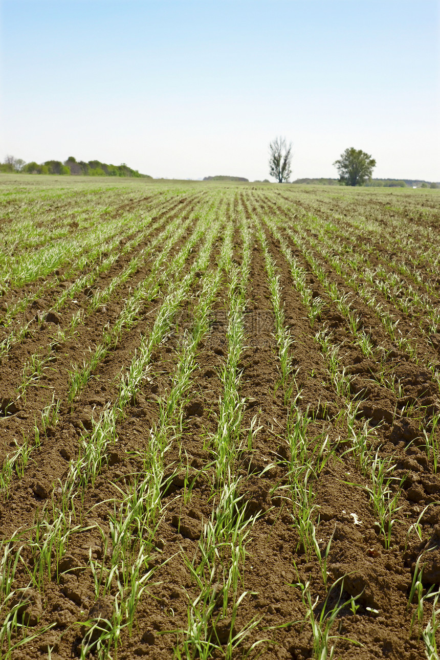 小型田地小麦片植物群农场土地阳光农业乡村天空小麦幼苗玉米图片