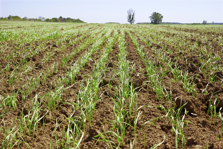 小型田地小麦片阳光植物土壤乡村农业土地绿色农场天空玉米图片