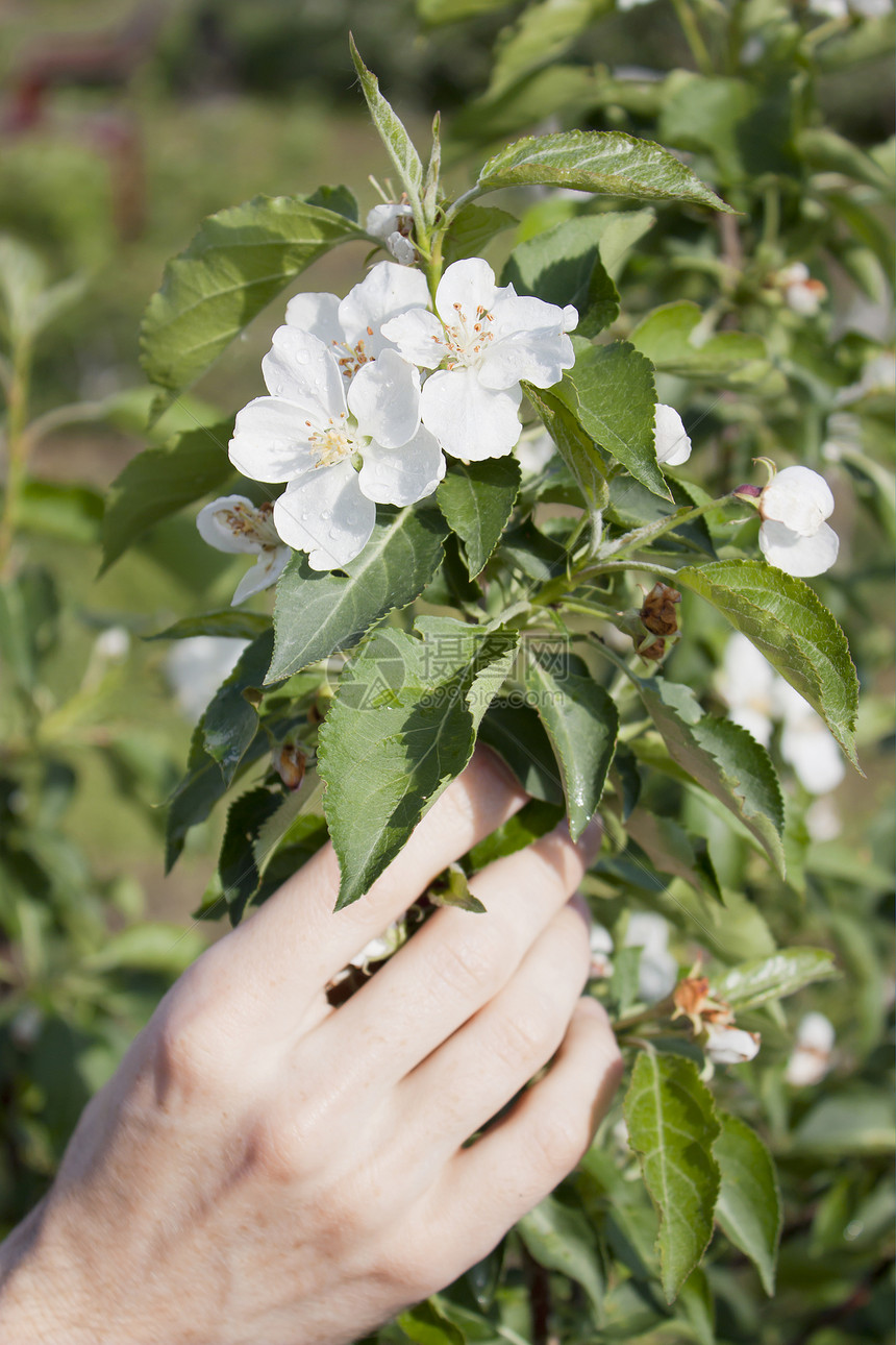 园丁的手和苹果树的花朵种植园学习家园白色花园园艺乡村植物叶子青菜图片