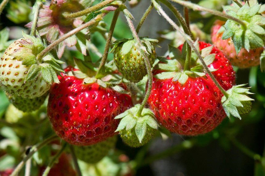 红草莓和绿草莓在植物上图片