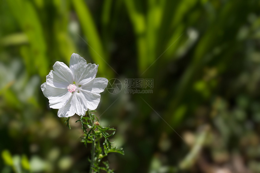 穆斯马洛季节花瓣花朵花粉植物学宏观美丽植物群园艺麝香图片