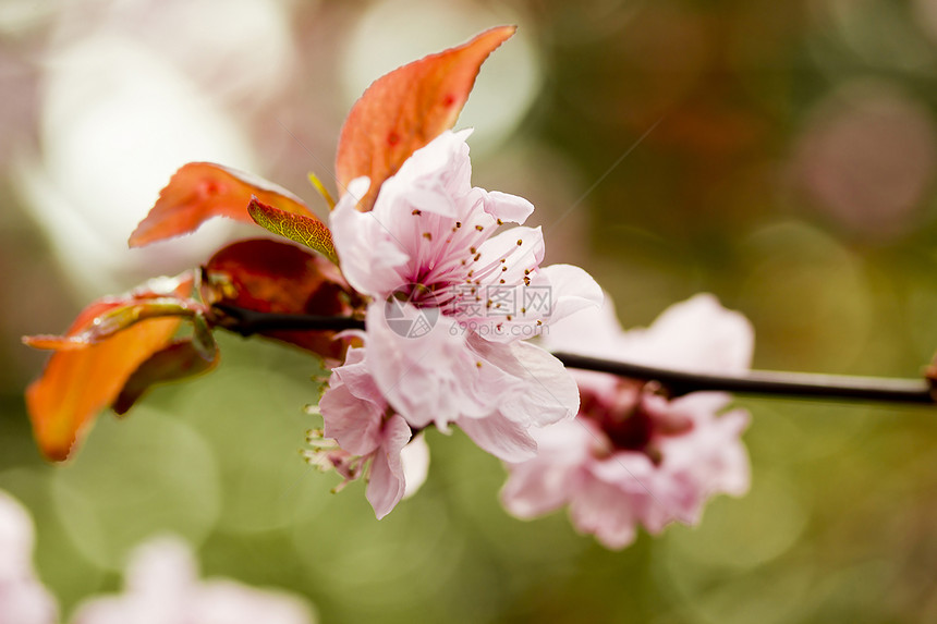 粉红莉莉花植物学脆弱性植物兰花橙子百合灯丝宏观活力植物群图片