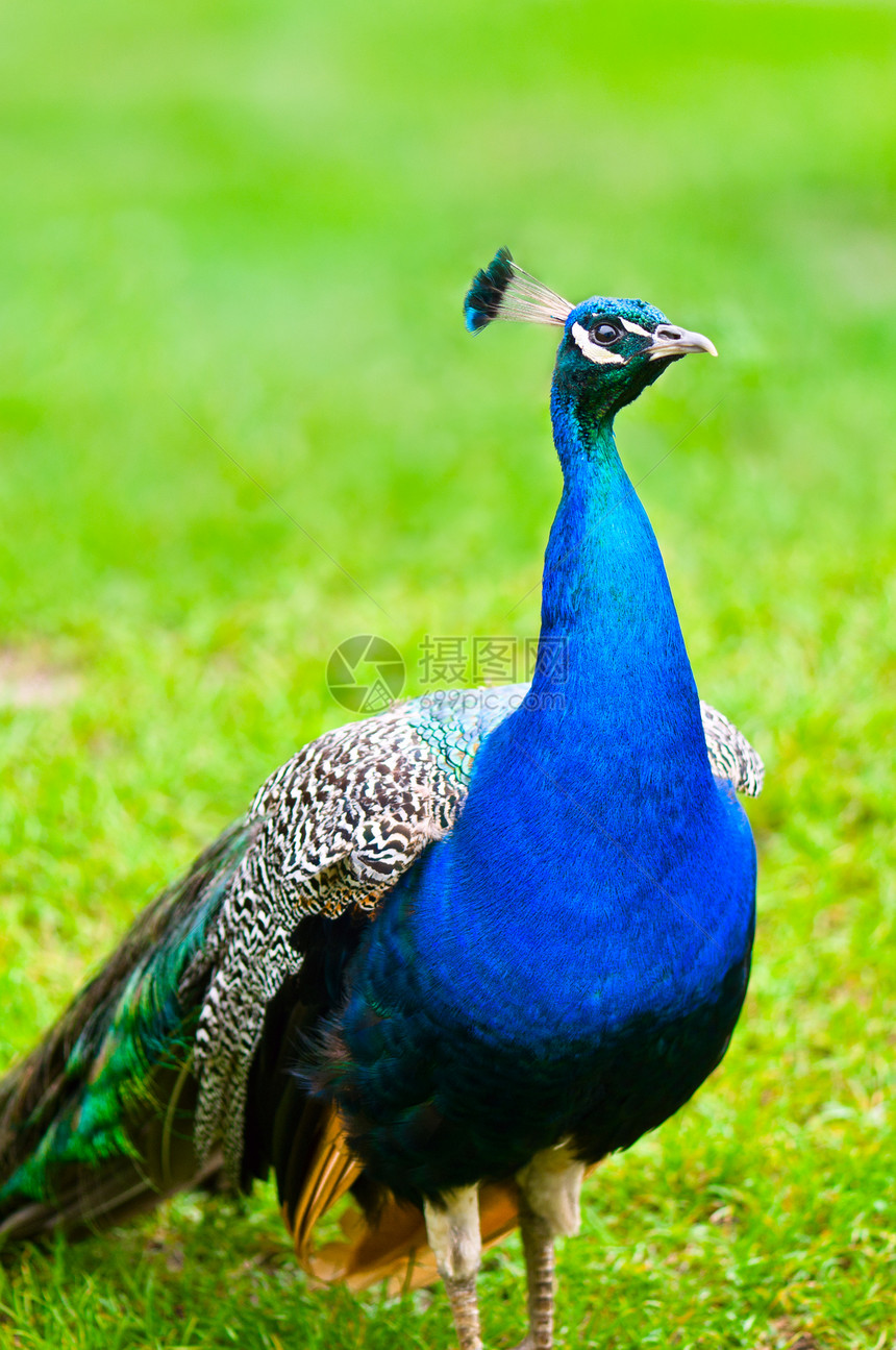 美丽的和骄傲的孔雀 在草坪上尾巴羽毛男性活力动物波峰蓝色展示绿色图片