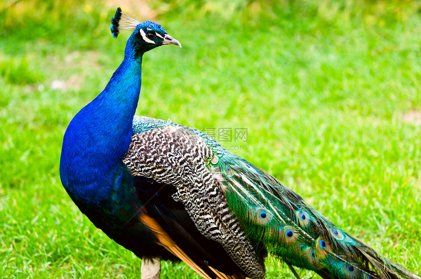 美丽的和骄傲的孔雀 在草坪上蓝色动物活力绿色羽毛波峰展示男性尾巴图片