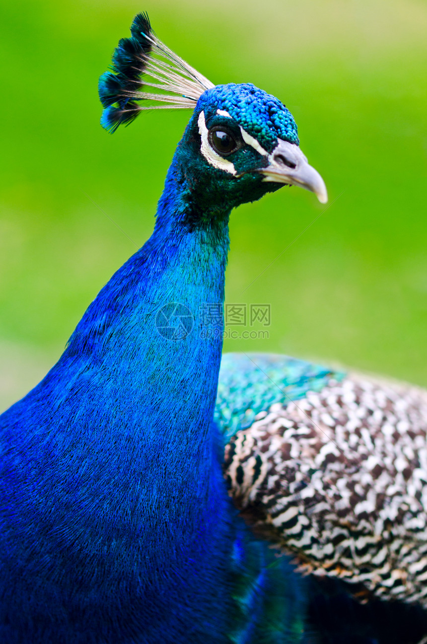 美丽的和骄傲的孔雀 在草坪上男性蓝色绿色展示羽毛尾巴活力波峰动物图片