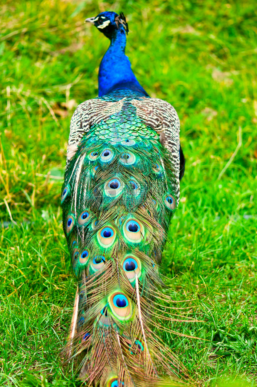 美丽的和骄傲的孔雀 在草坪上羽毛男性蓝色尾巴绿色波峰动物活力展示图片