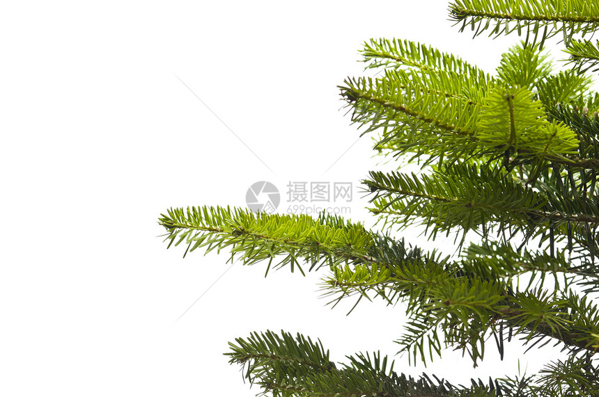 圣诞树的绿枝叶针叶树枞树季节针叶云杉松树庆典绿色植物图片