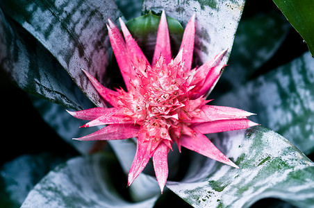 凤梨花热带叶子植物粉色异国植物群植被绿色情调背景图片