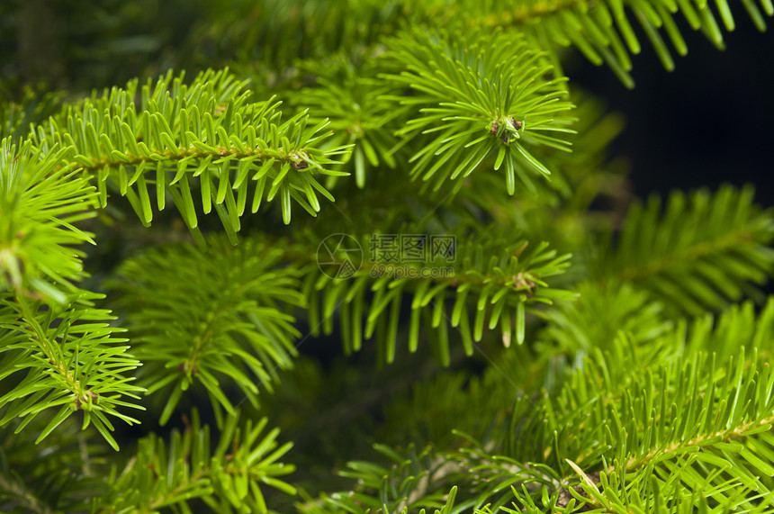 圣诞树的绿枝叶松树云杉枞树庆典植物针叶树绿色季节针叶图片