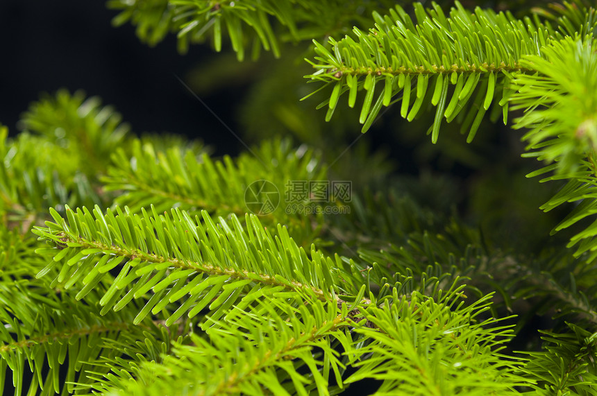 圣诞树的绿枝叶季节针叶植物枞树云杉针叶树绿色松树庆典图片