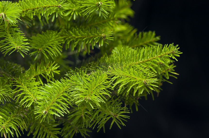 圣诞树的绿枝叶针叶绿色松树针叶树庆典季节枞树植物云杉图片